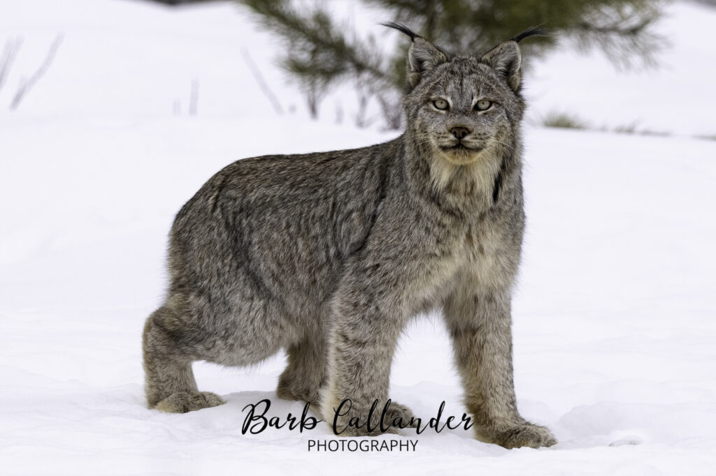 British Columbia lynx, felidae