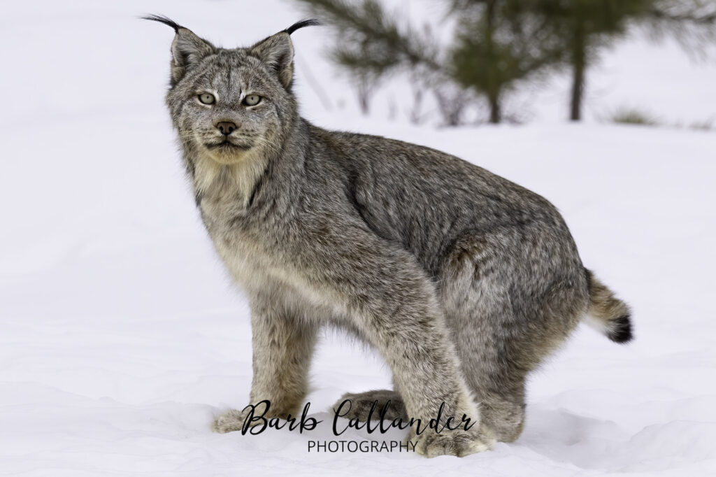 British Columbia, lynx, felidae