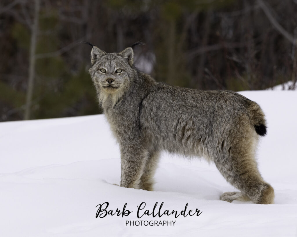 british columbia, lynx, felidae