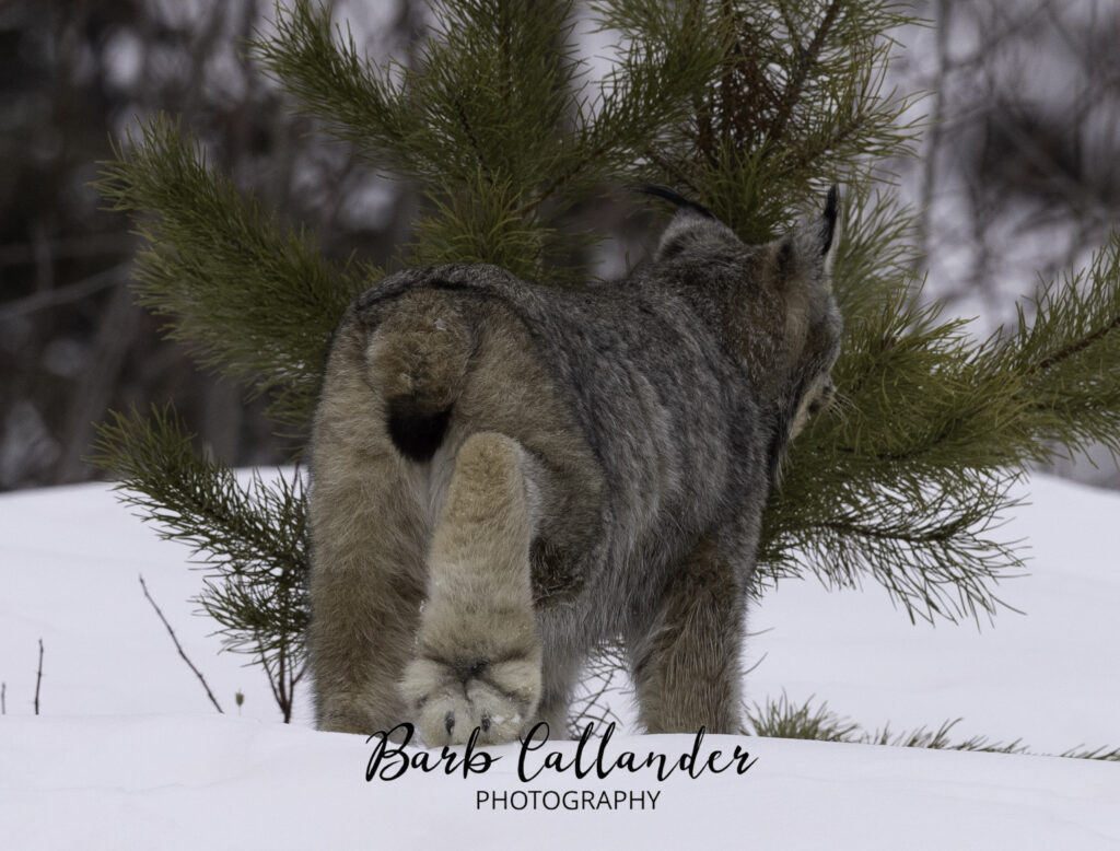 British Columbia lynx, felidae