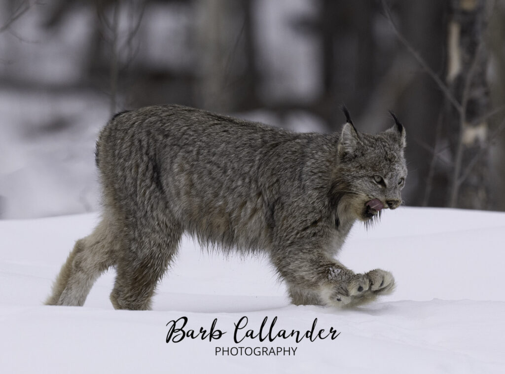 British Columbia lynx, felidae