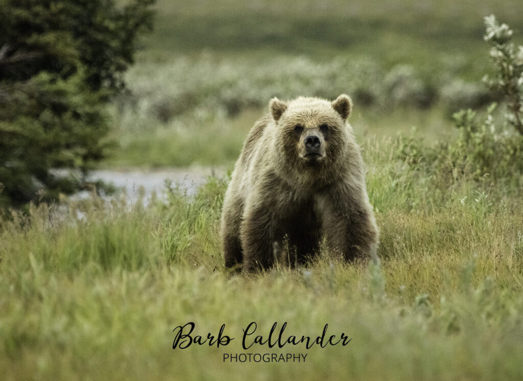 alaskan brown bear, grizzly, ursids