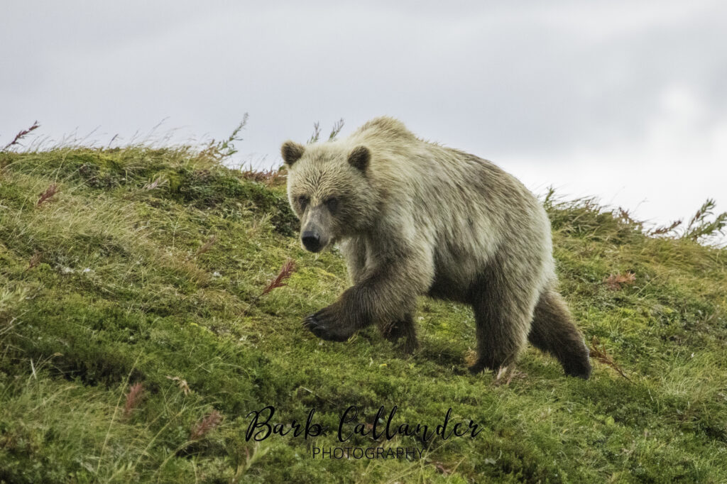 alaskan brown bear, grizzly, ursids