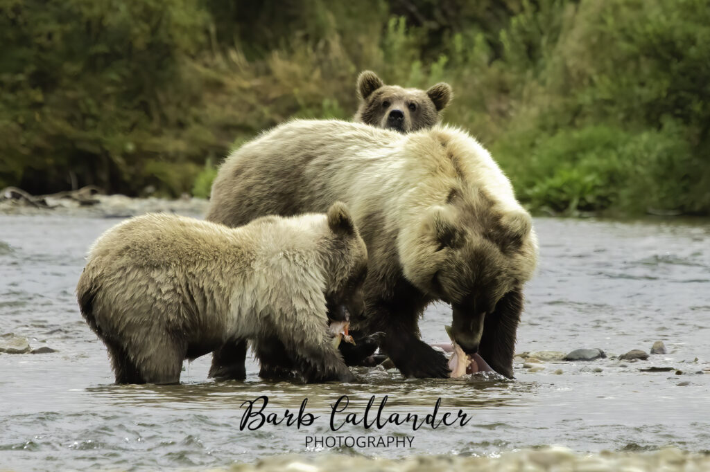 alaska brown bear, grizzly, ursids