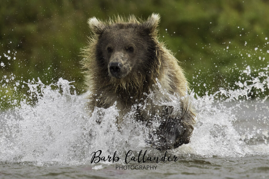 alaskan brown bear, grizzly, ursids