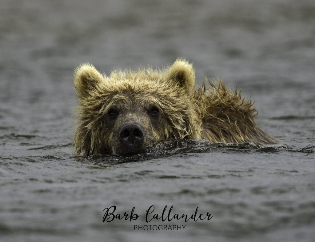alaskan brown bear, grizzly, ursids