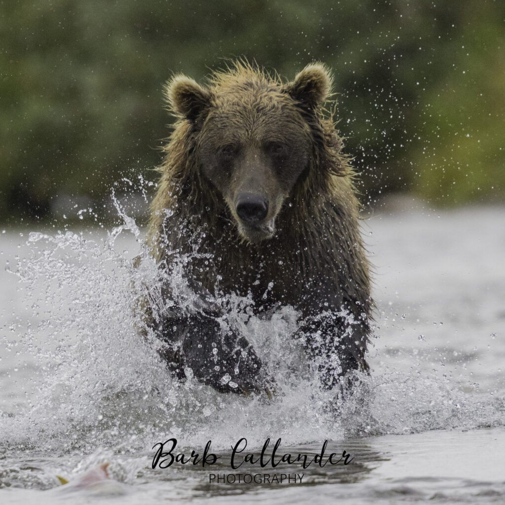 alaskan brown bear, grizzly, ursids