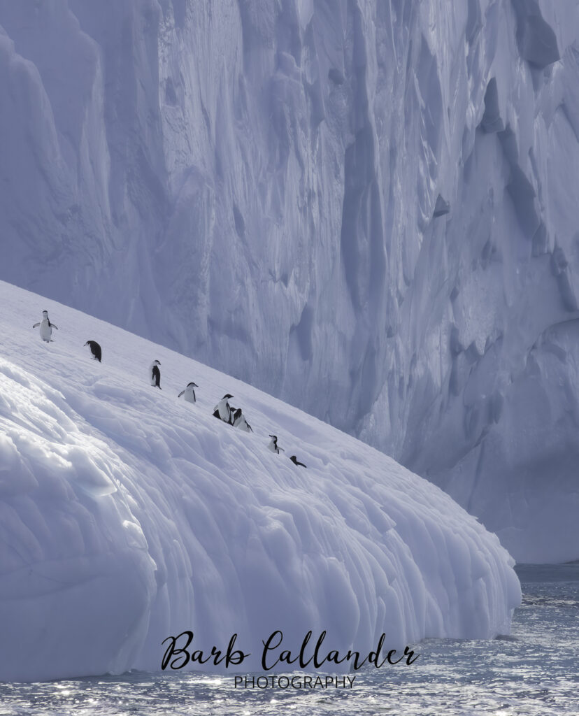 gentoo penguin, aves
