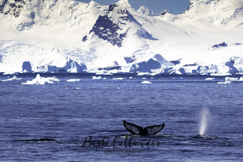 landscape, humpbacked whale