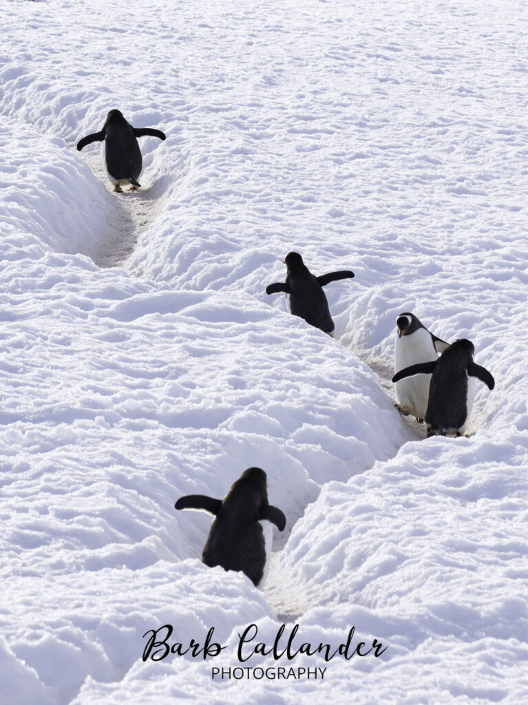 gentoo penguin, aves