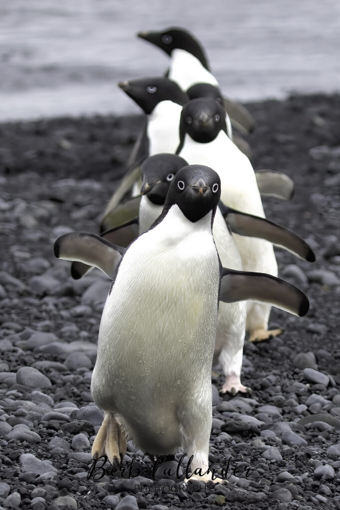 adelie penguin
