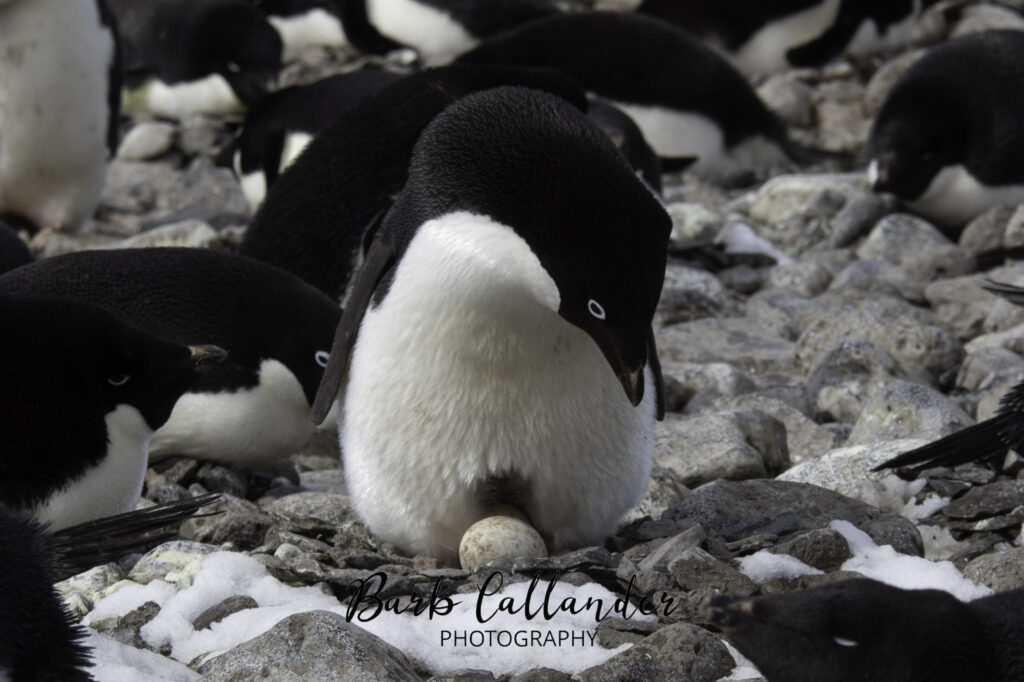 adelie penguin