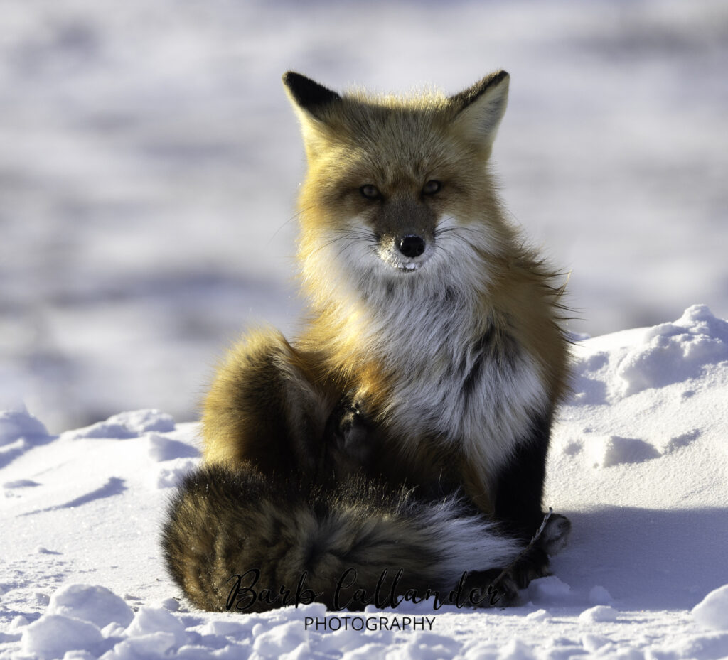 red fox