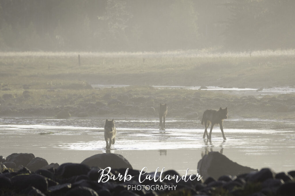 coastal wolves, canidae