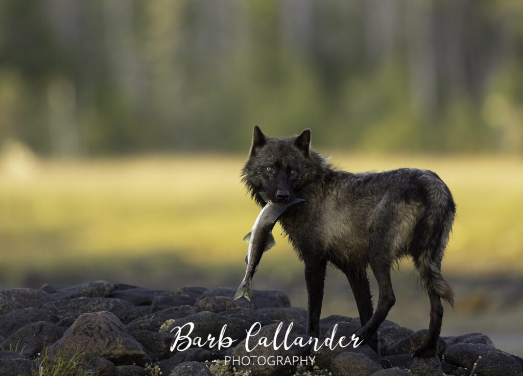 coastal wolves, canidae