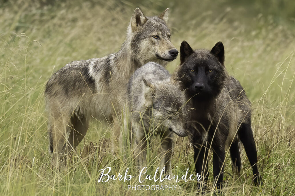coastal wolves, canidae