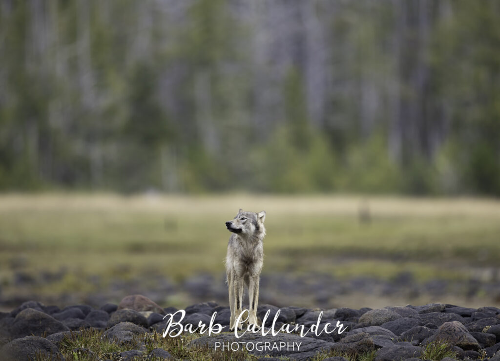 coastal wolves, canidae