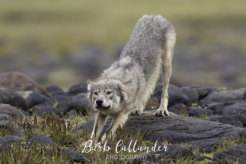 coastal wolves, canidae