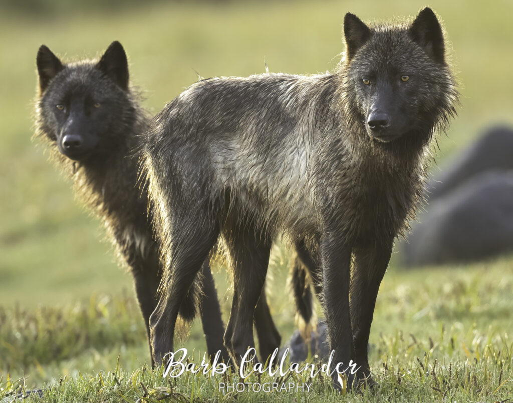 coastal wolves, canidae