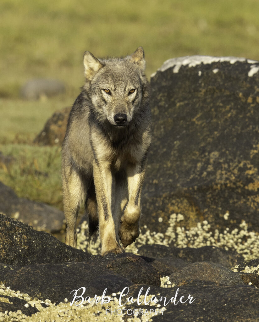 coastal wolves, canidae