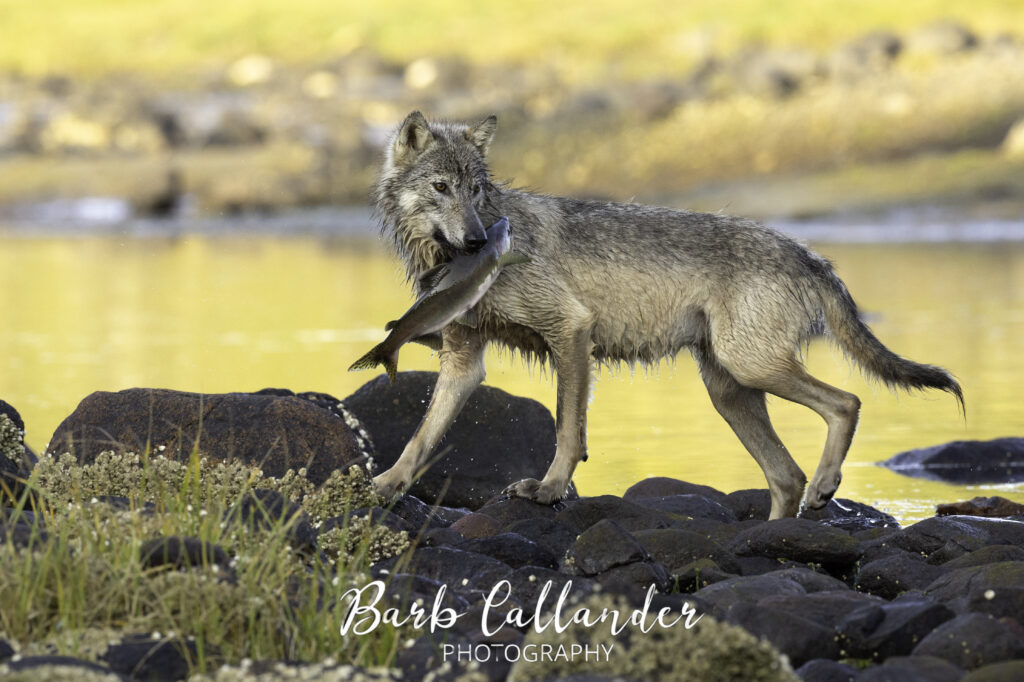 coastal wolves, canidae