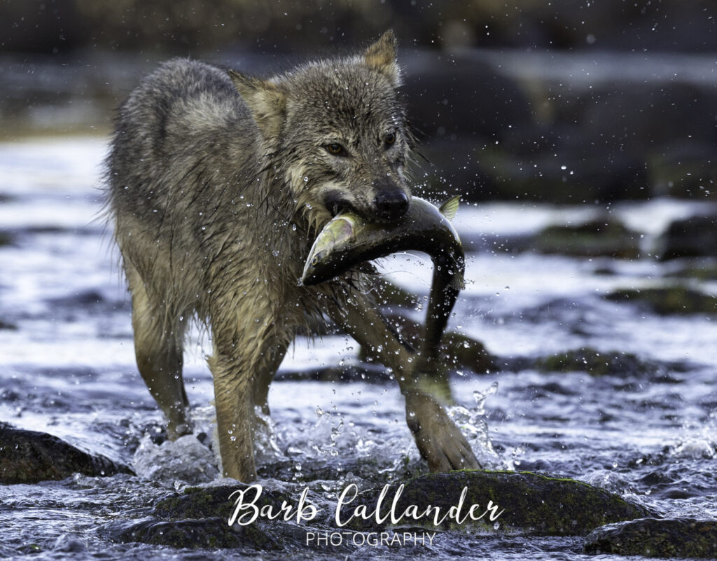 coastal wolves, canidae