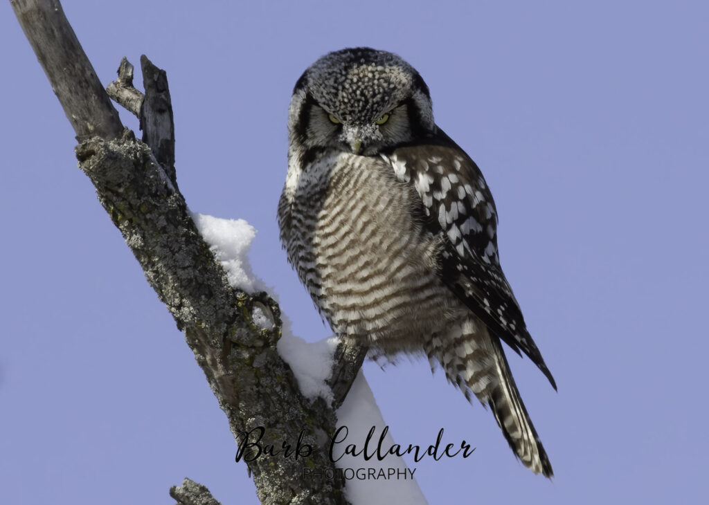 northern hawk owl, birds