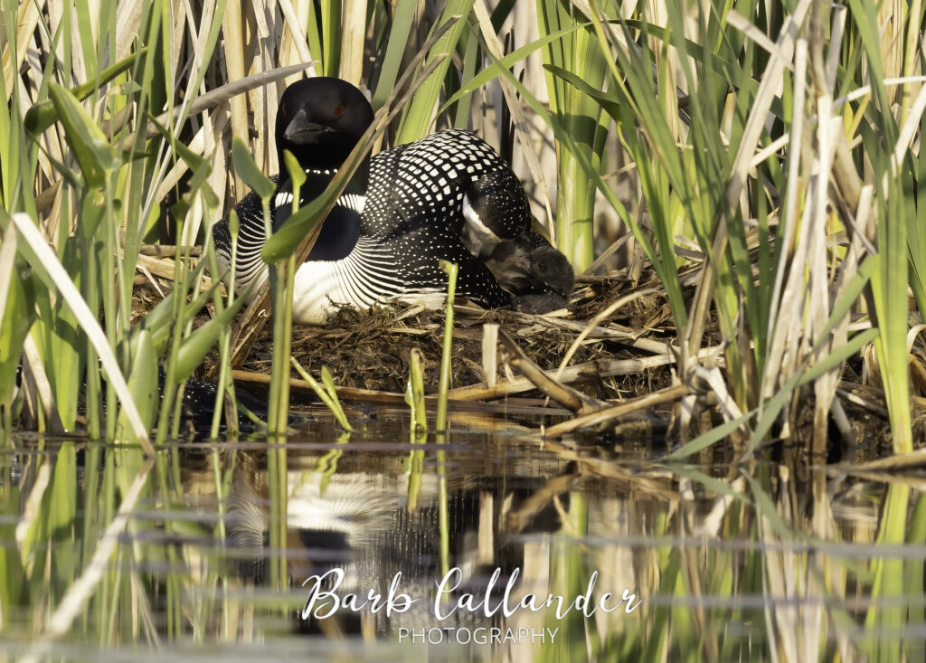 common loon, birds