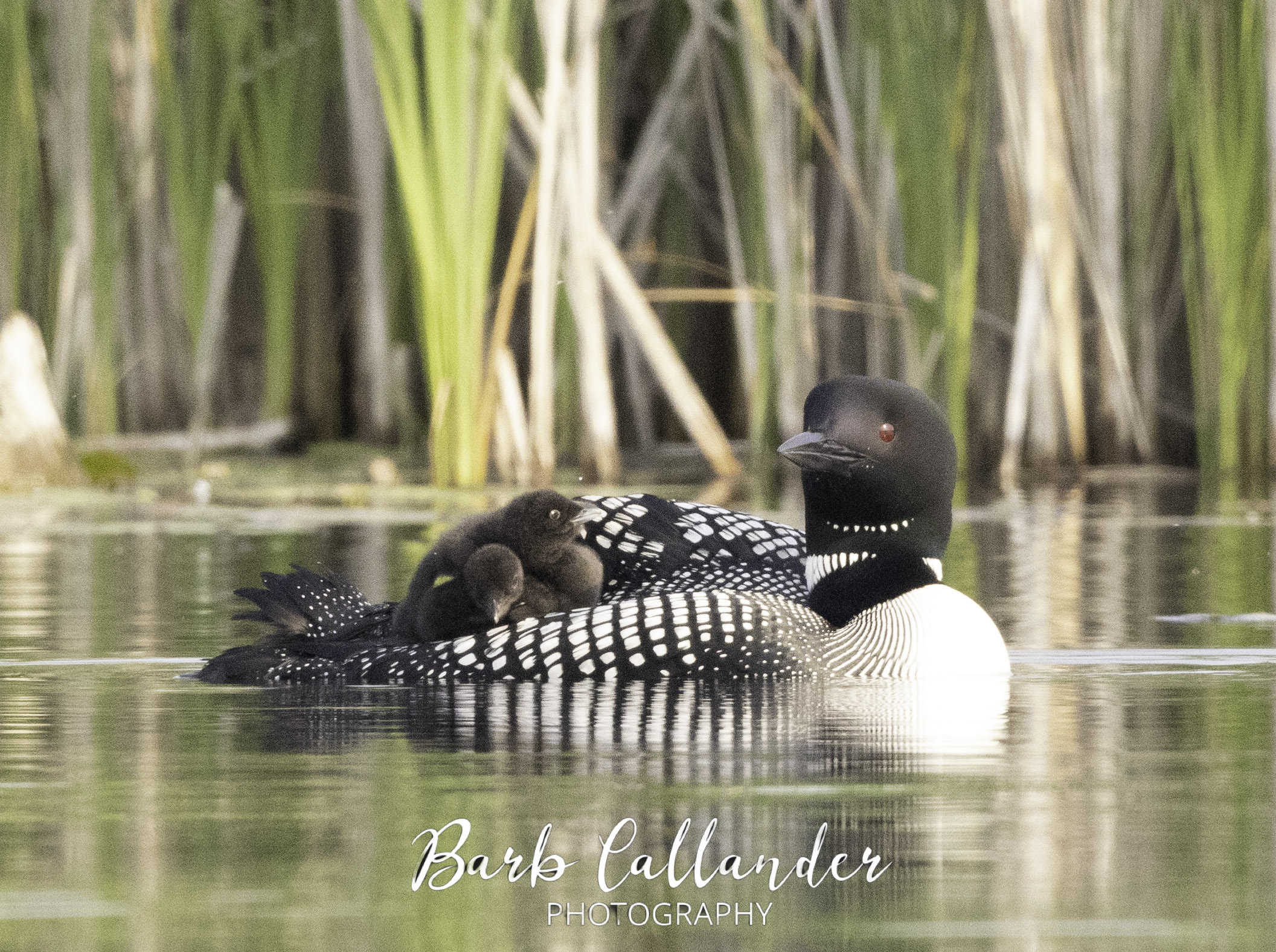 common loon