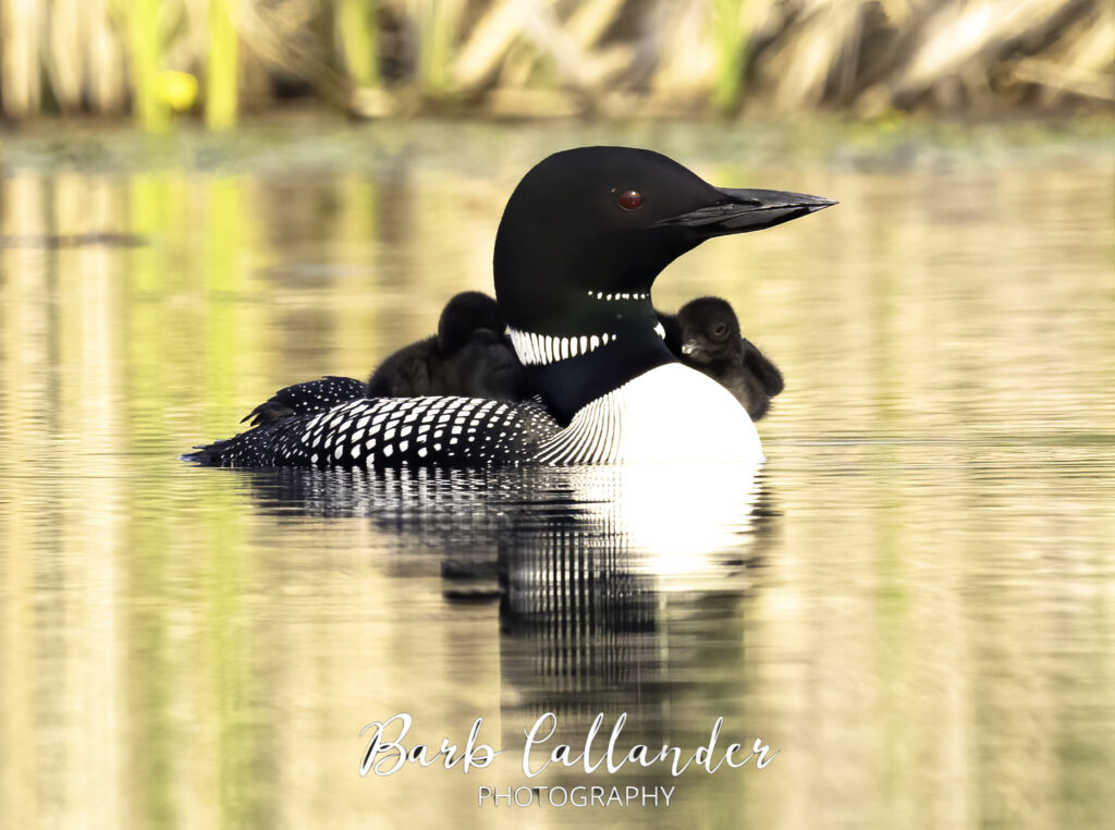 common loon, birds