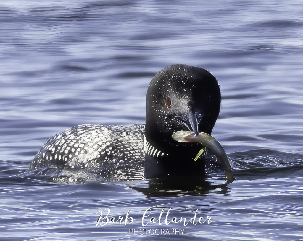 common loon, birds