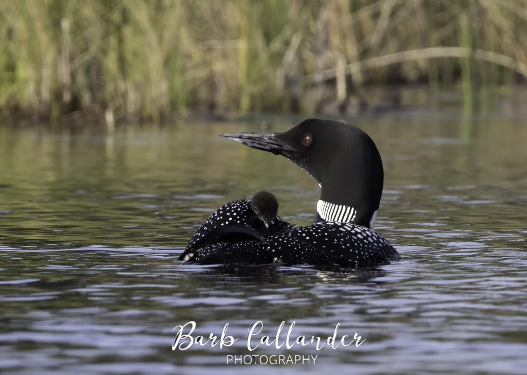 common loon, birds