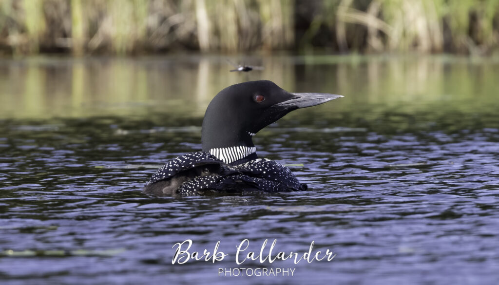 common loon, birds
