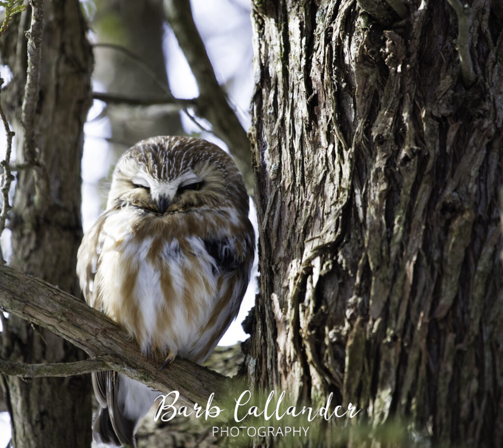 saw whet owl, birds
