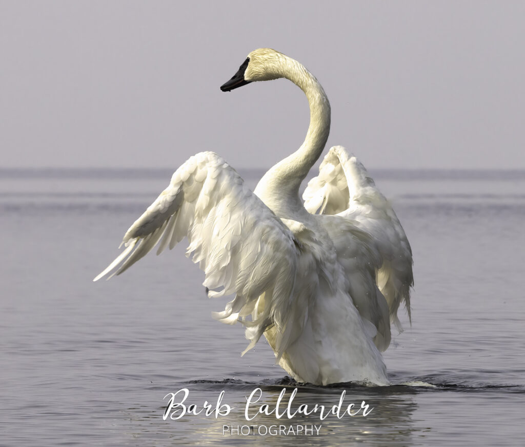 trumpeter swan, birds