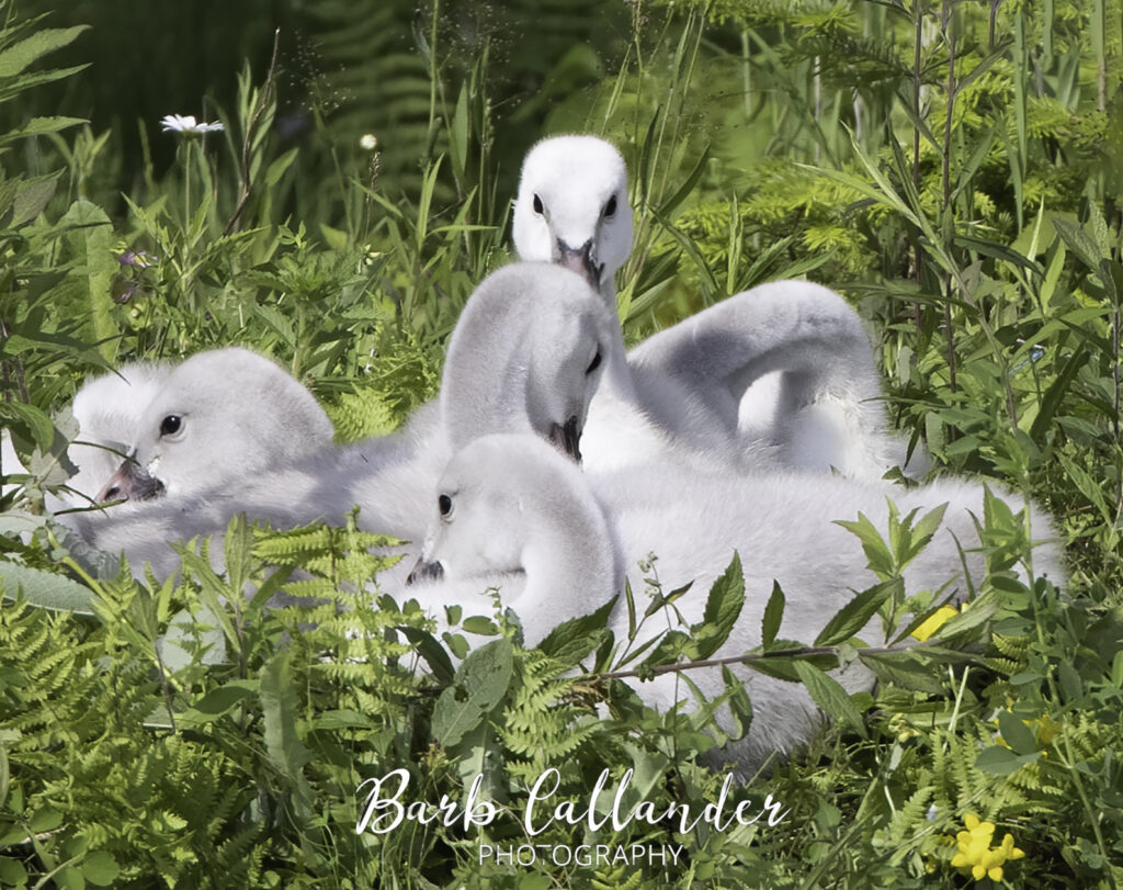 trumpeter swan cygnets, birds