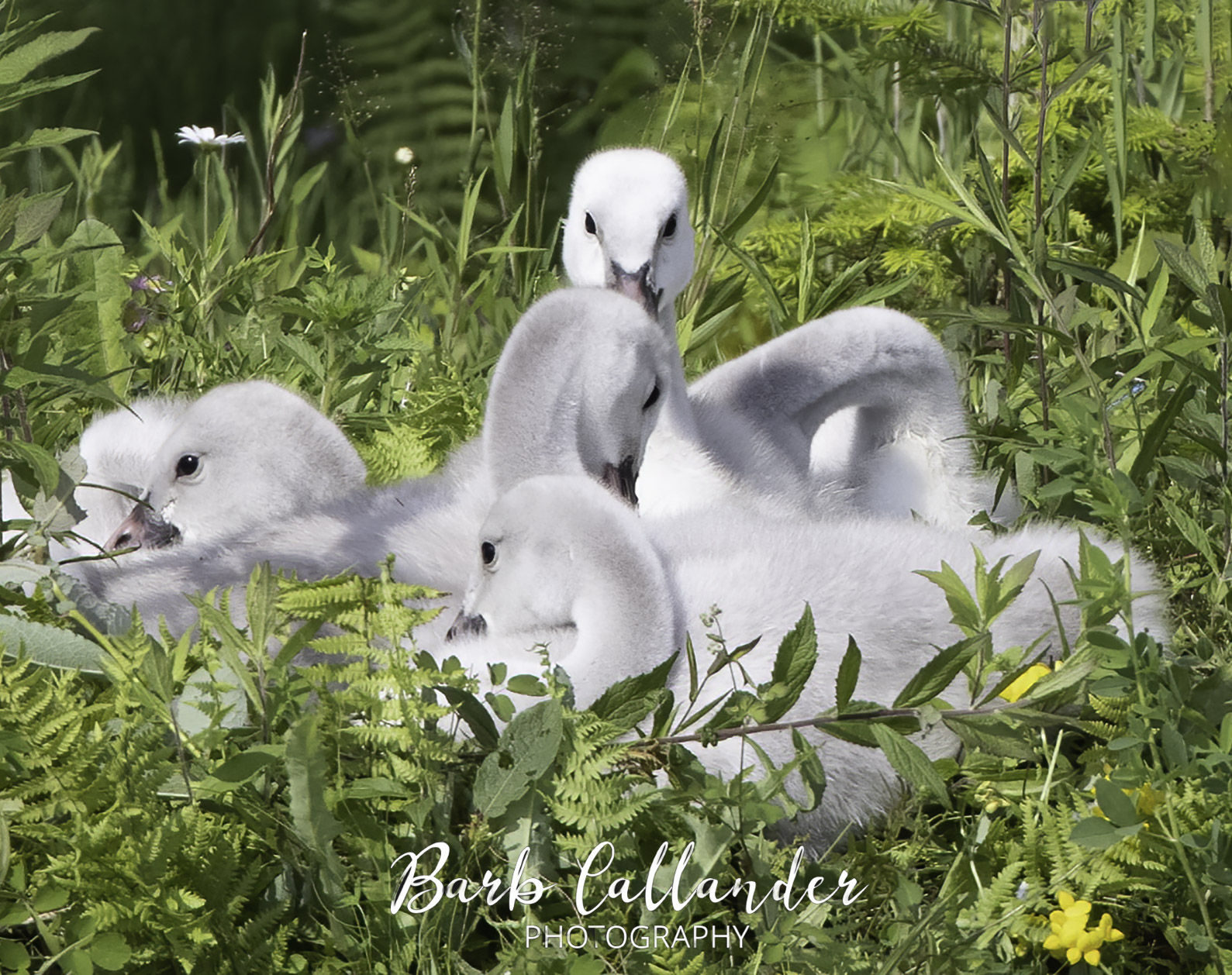 trumpeter swan cygnets