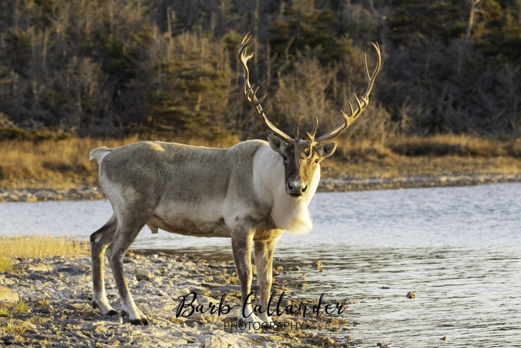 woodland caribou