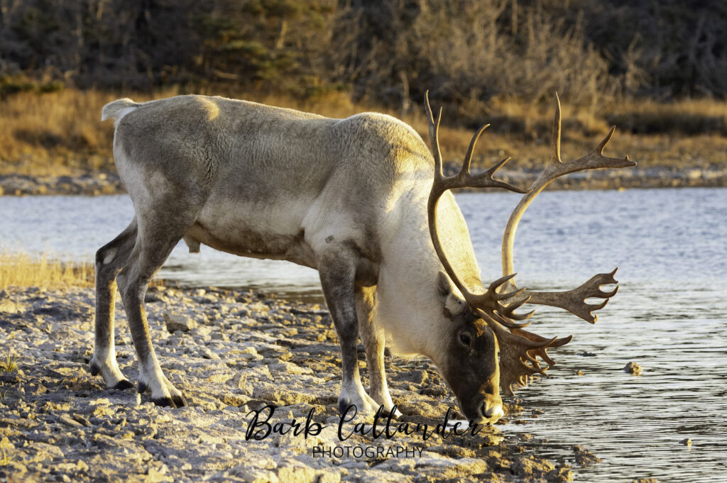 woodland caribou