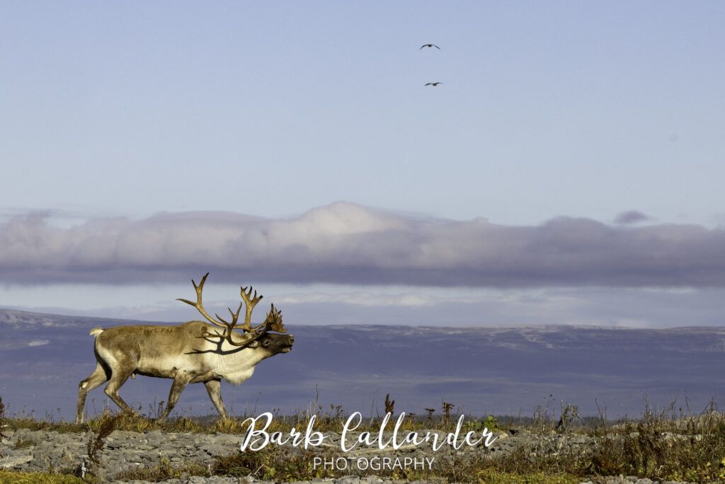 woodland caribou