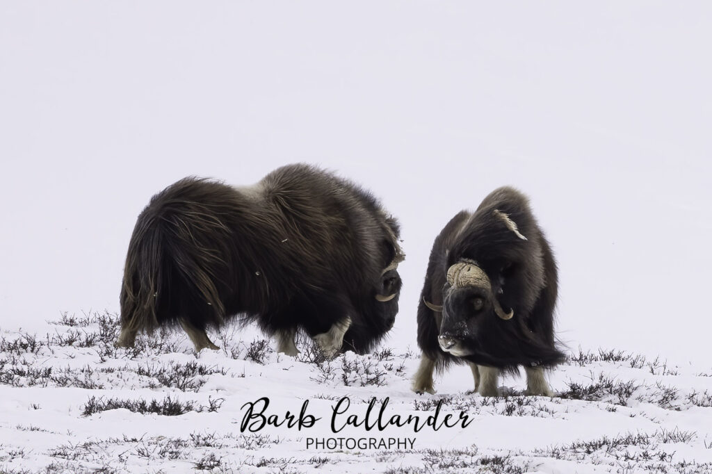 muskox