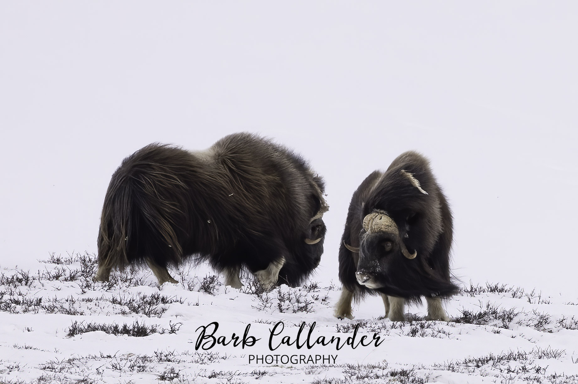 musk ox
