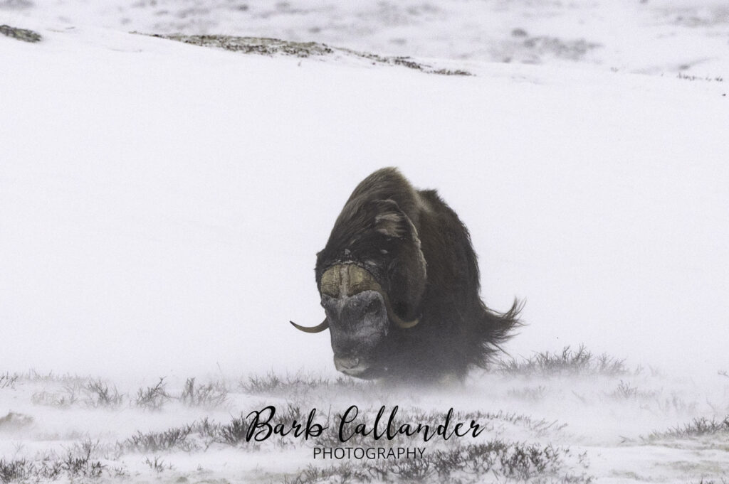 muskox