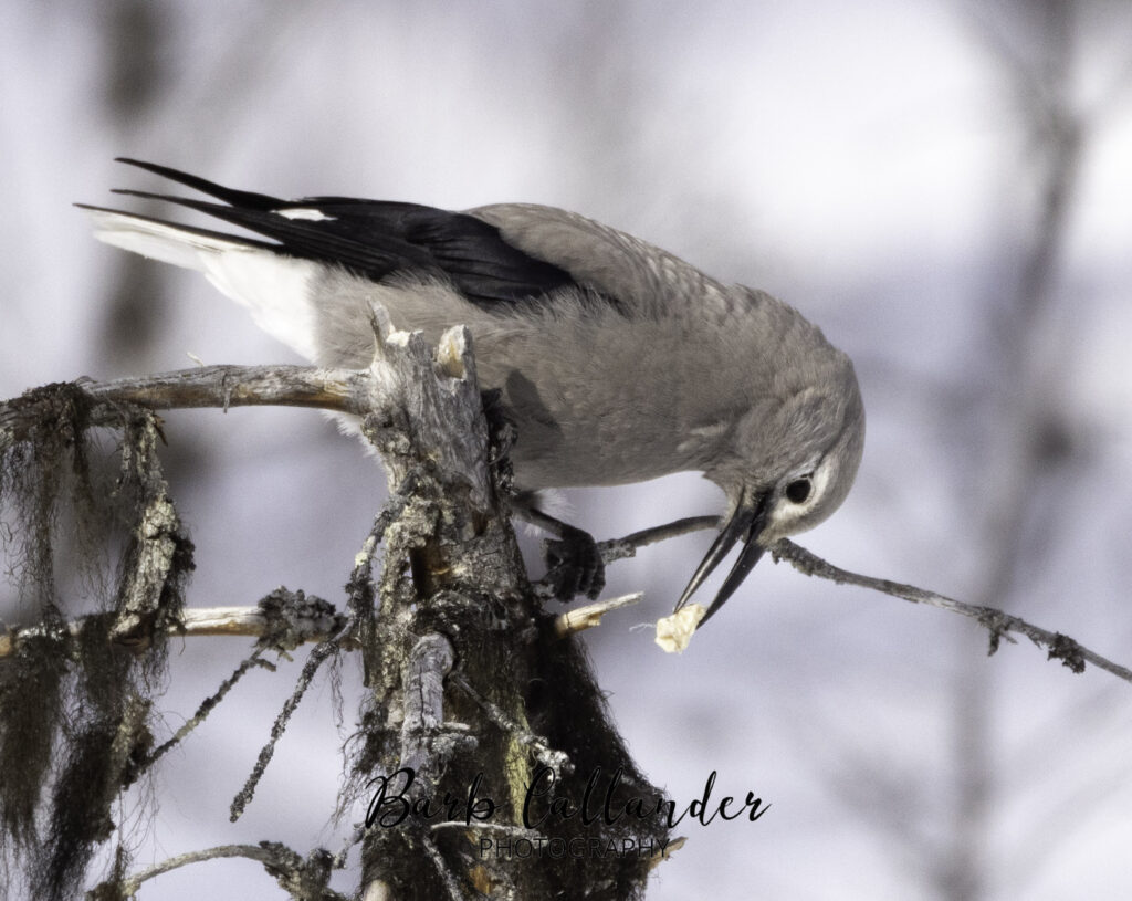 Western nutcracker, birds, aves