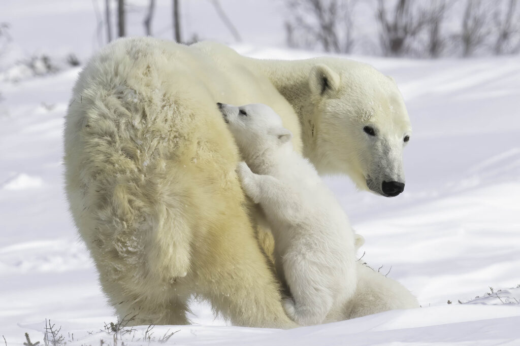 polar bear, ursids