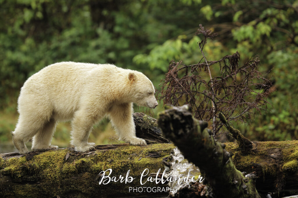 spirit bear, ursids