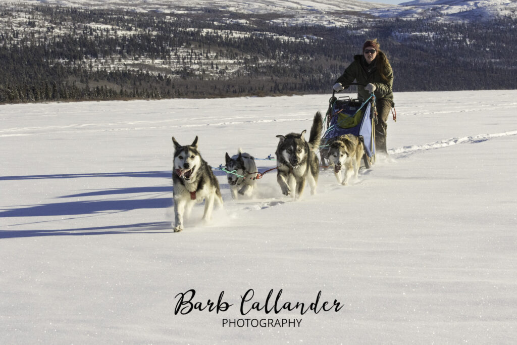 yukon, dog sled, landscape