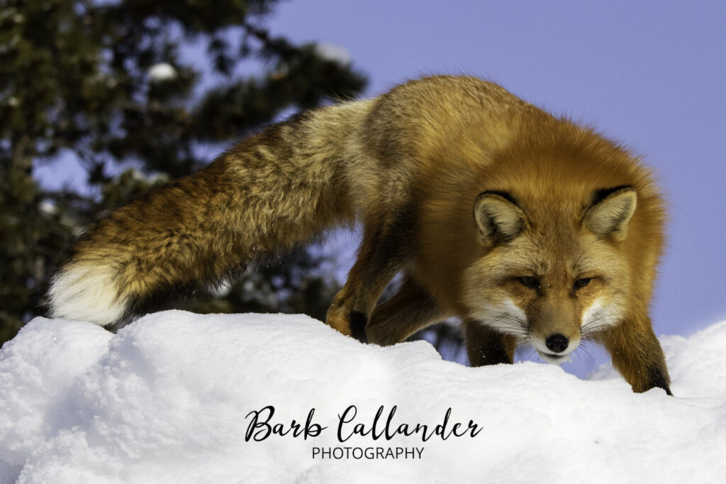 red fox, yukon